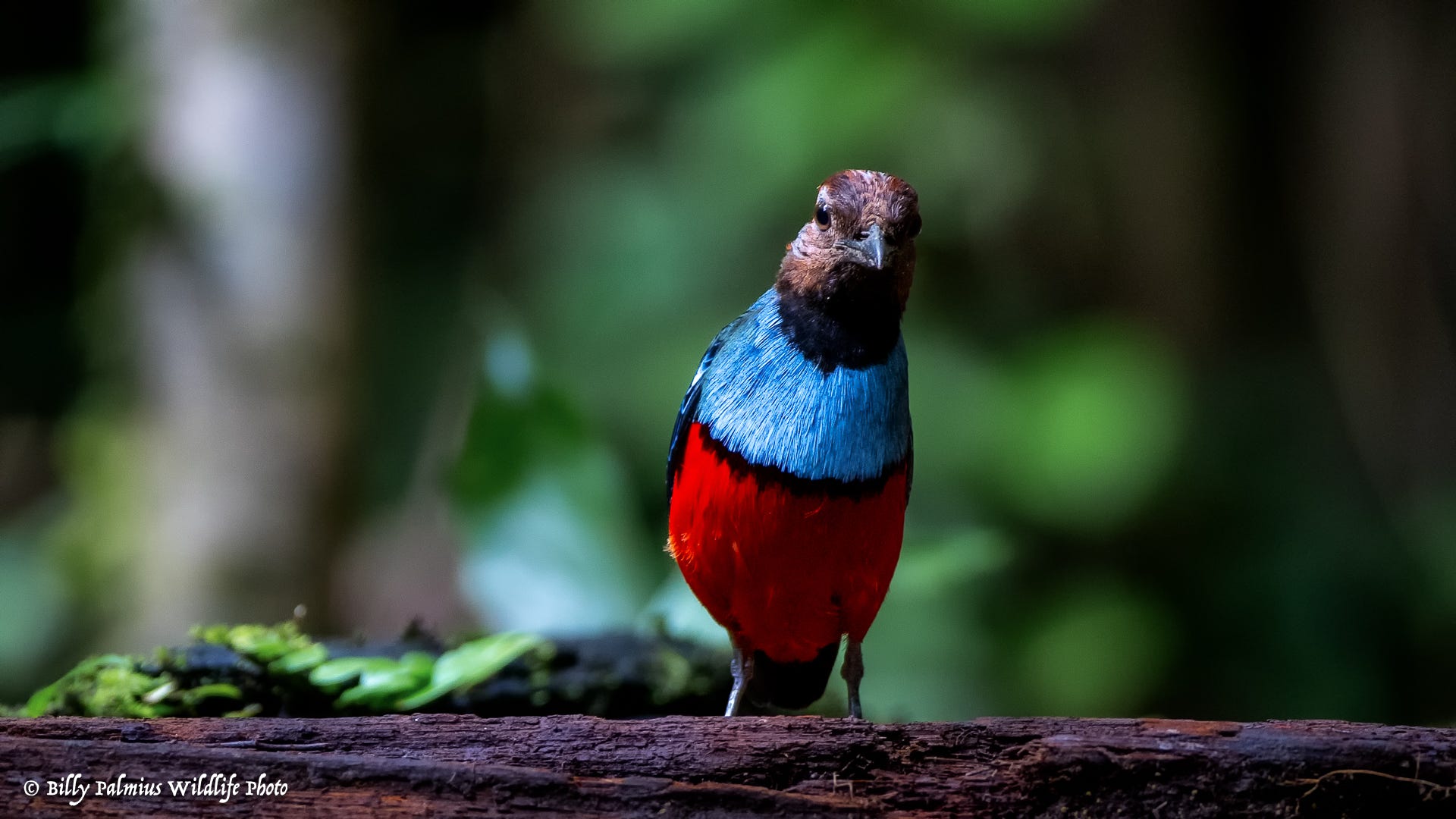 West Papua 2023