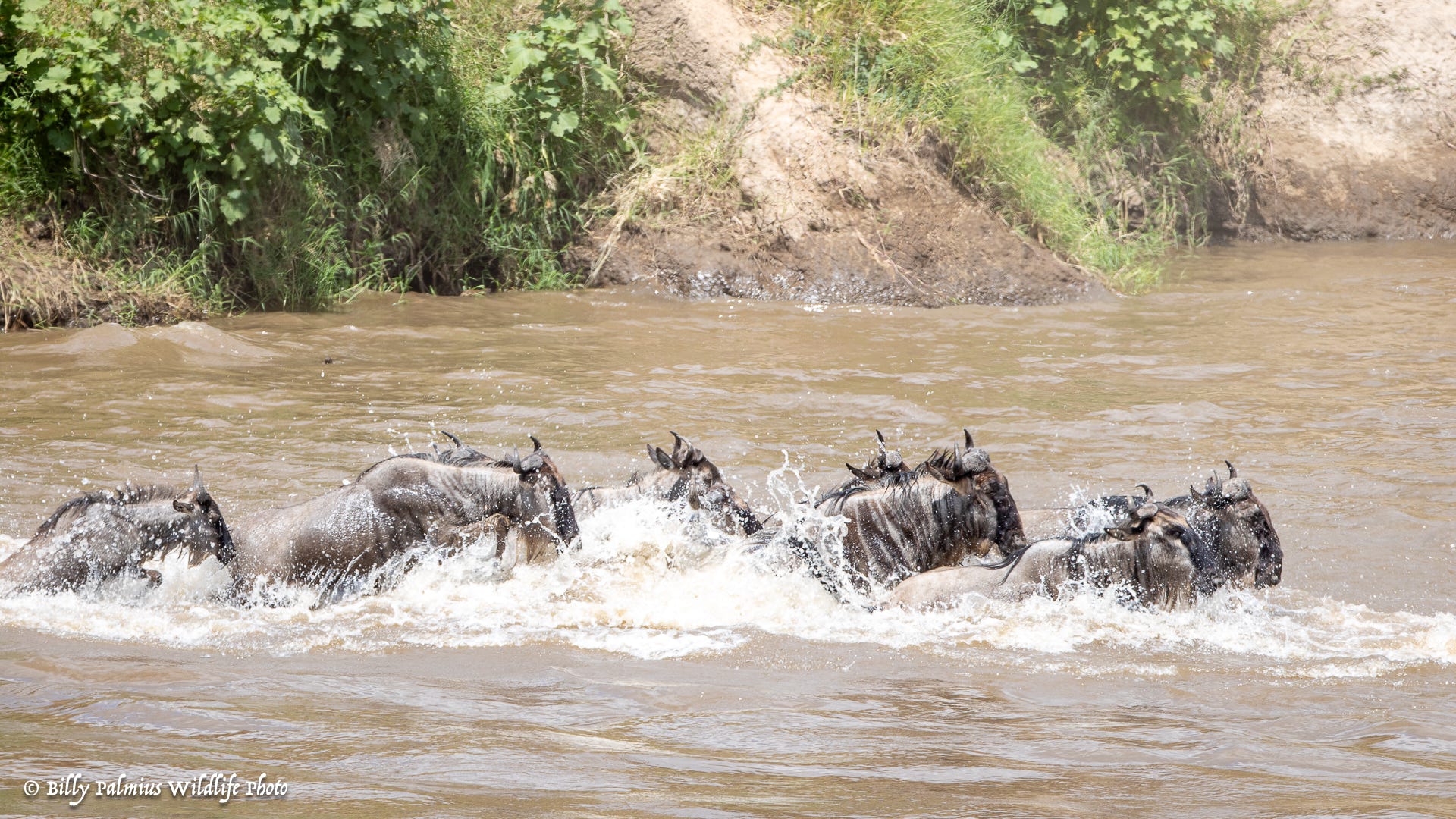 Masai Mara Kenya - Great Migration
