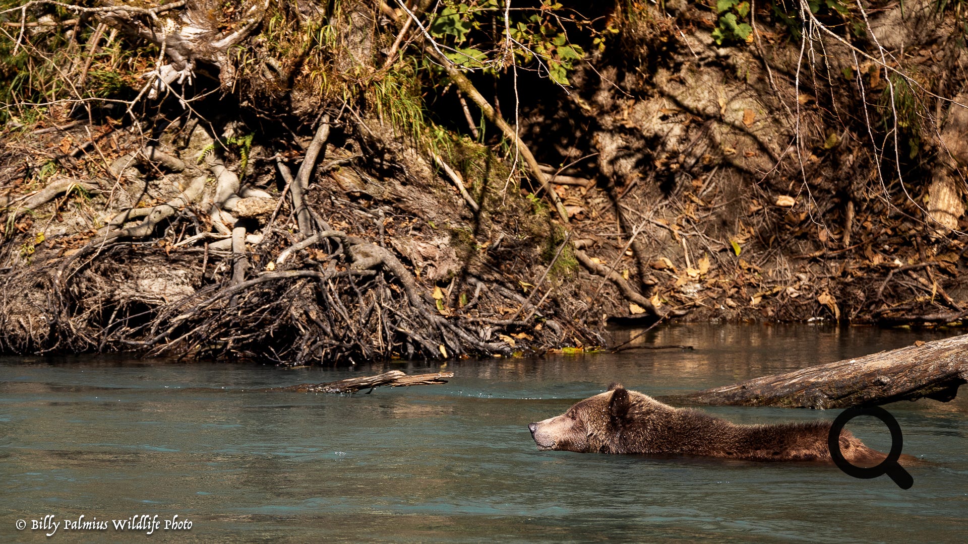 Bears in BC, Canada