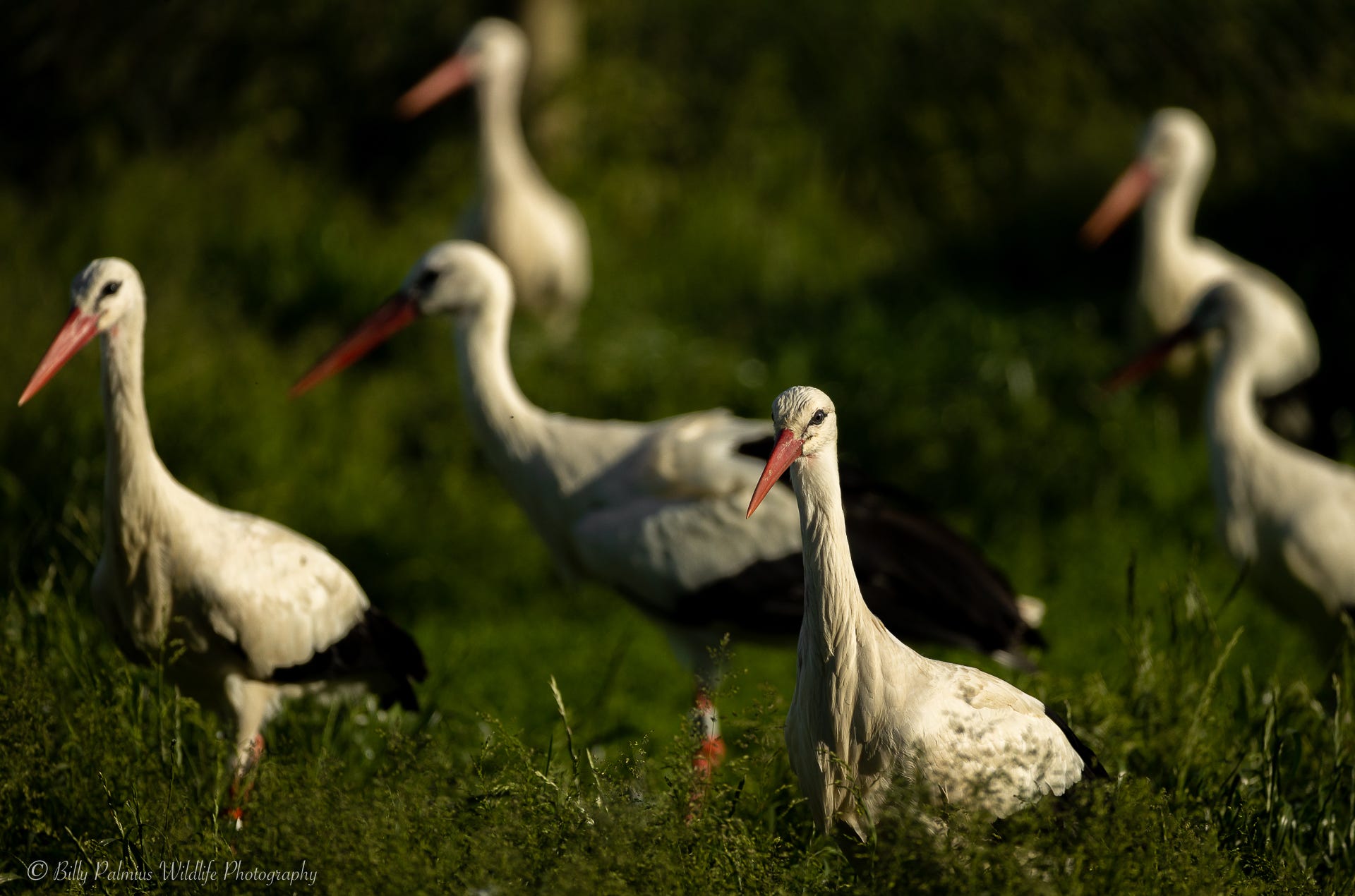 Pictures from Skåne in the south of Sweden