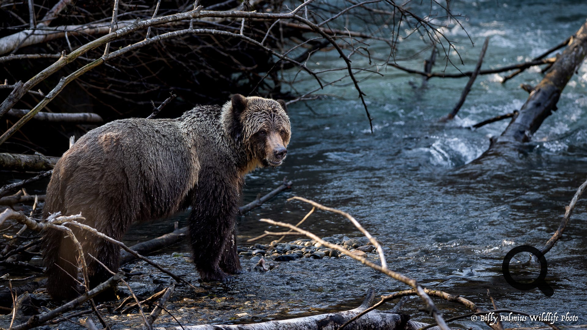 Bears in BC, Canada