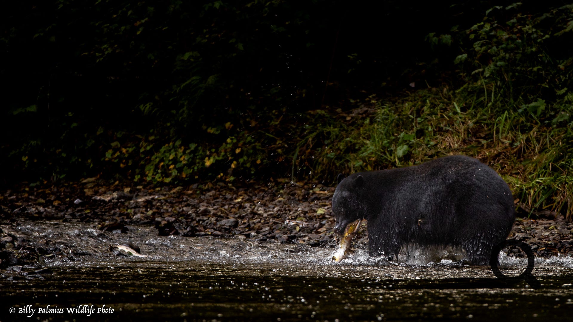 Bears in BC, Canada