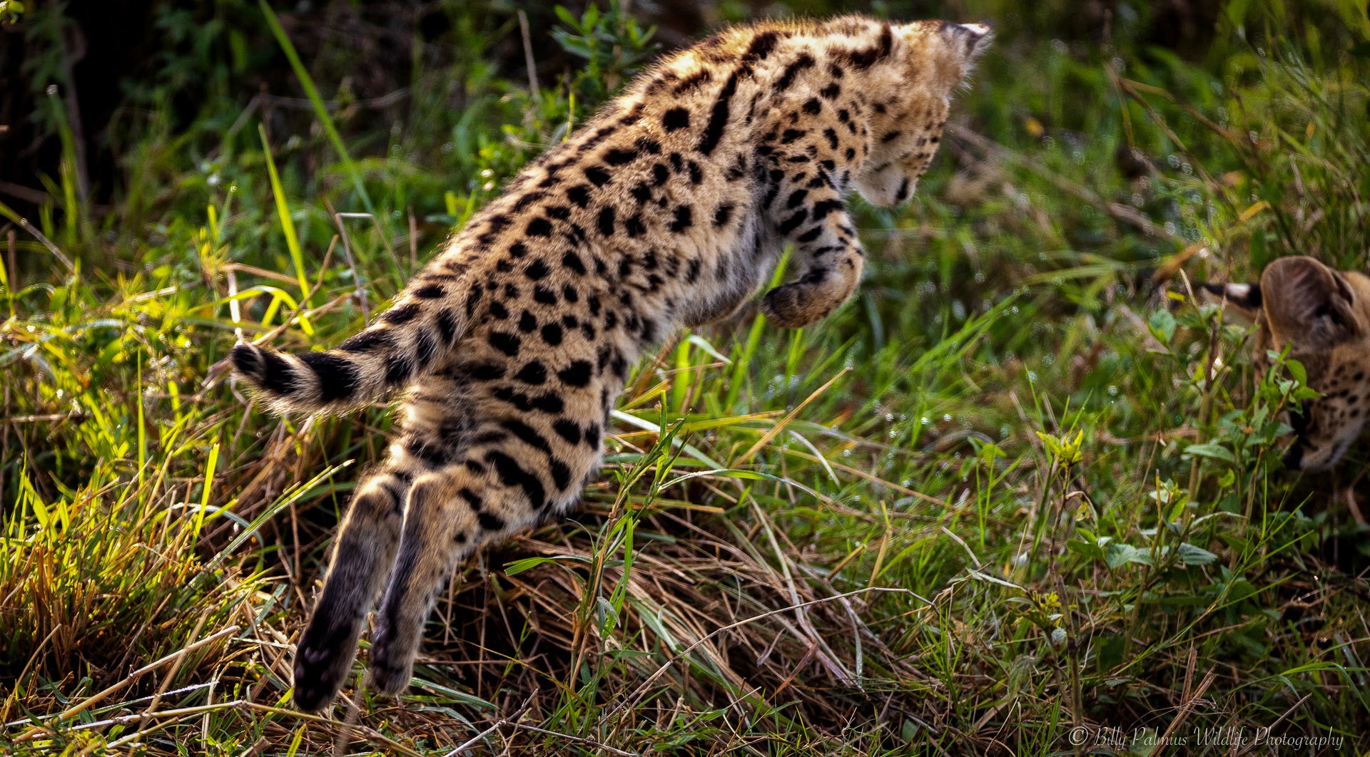Kenya Wildlife