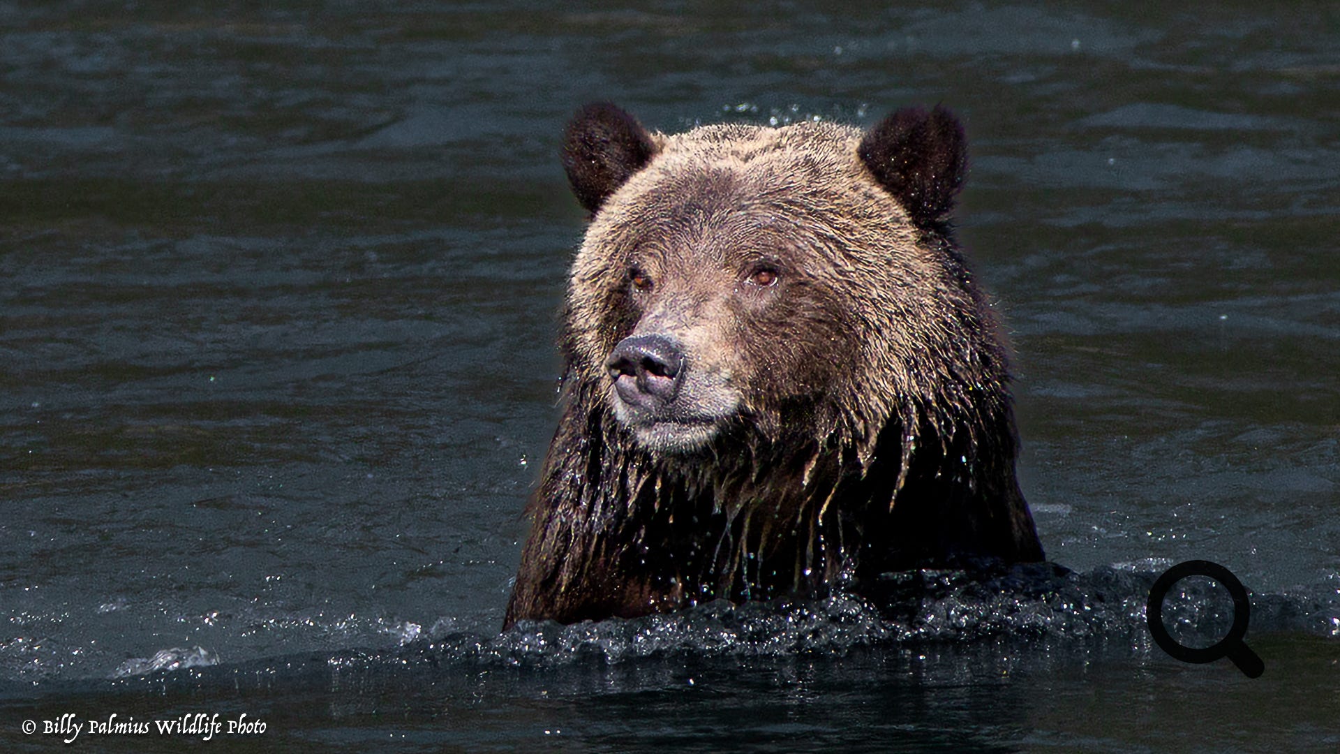 Bears in BC, Canada
