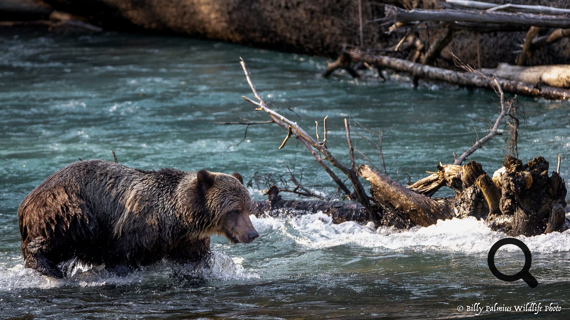 Bears in BC, Canada