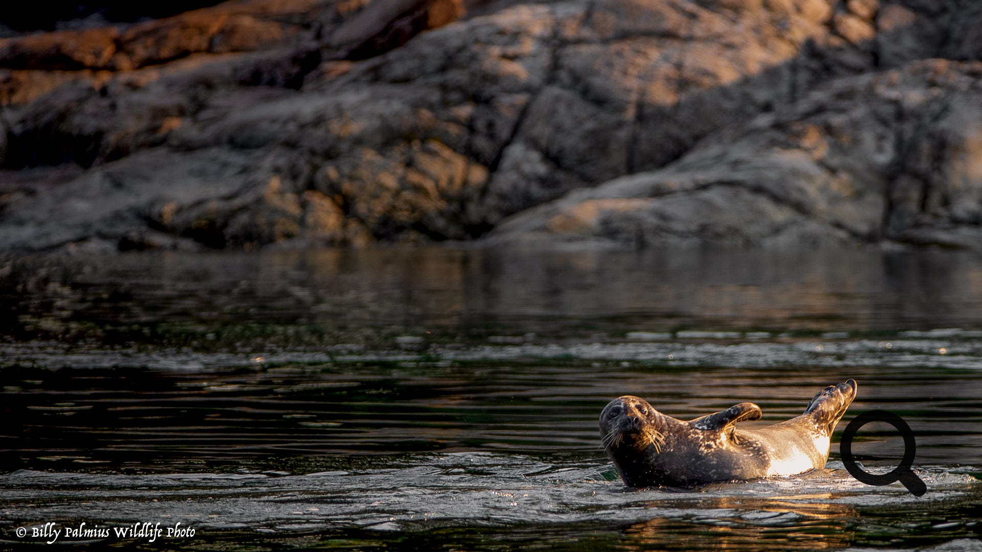 Bears in BC, Canada