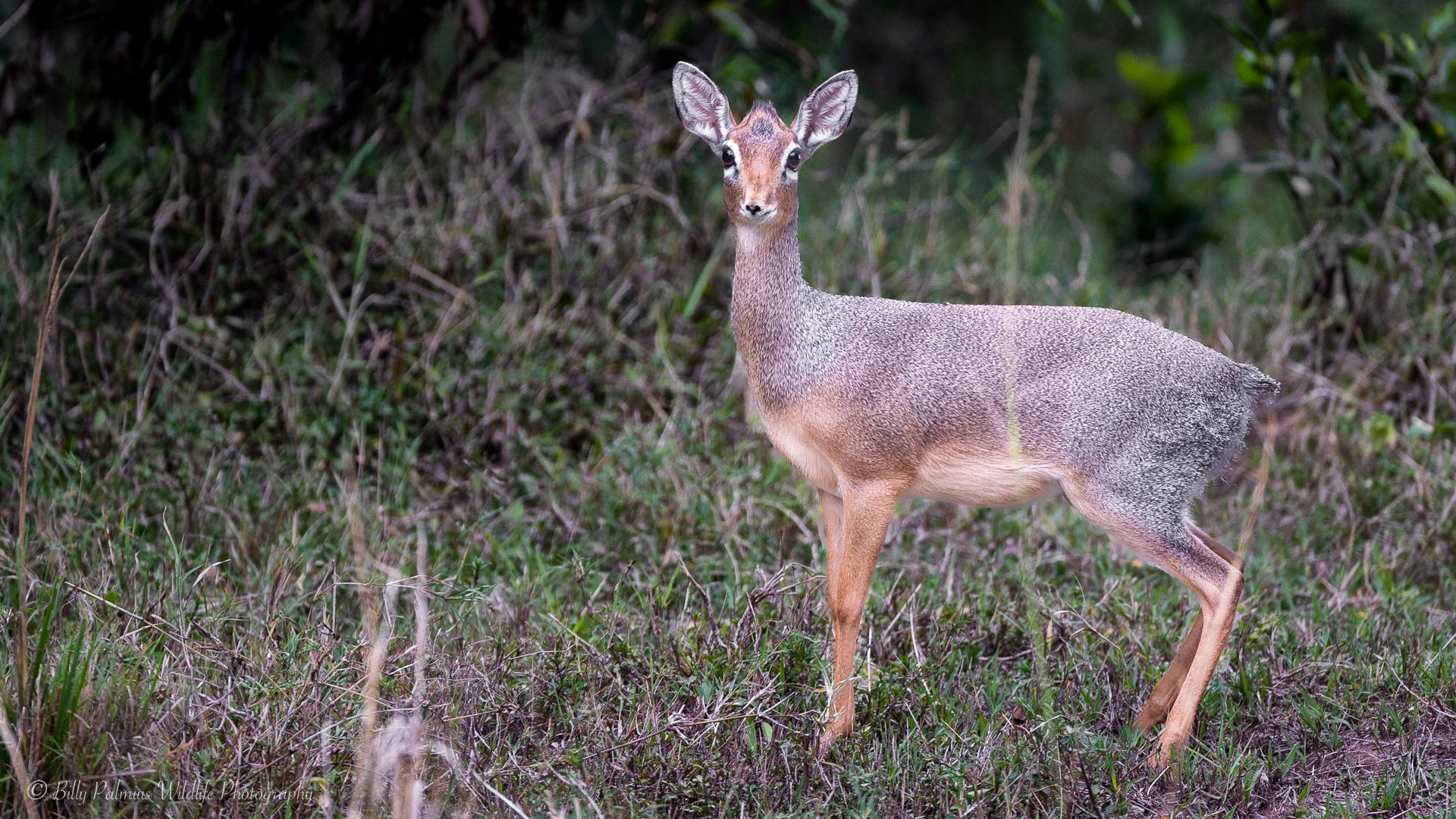 Kenya Wildlife