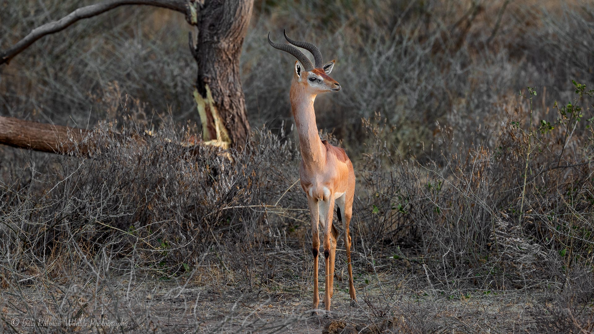 Kenya Wildlife