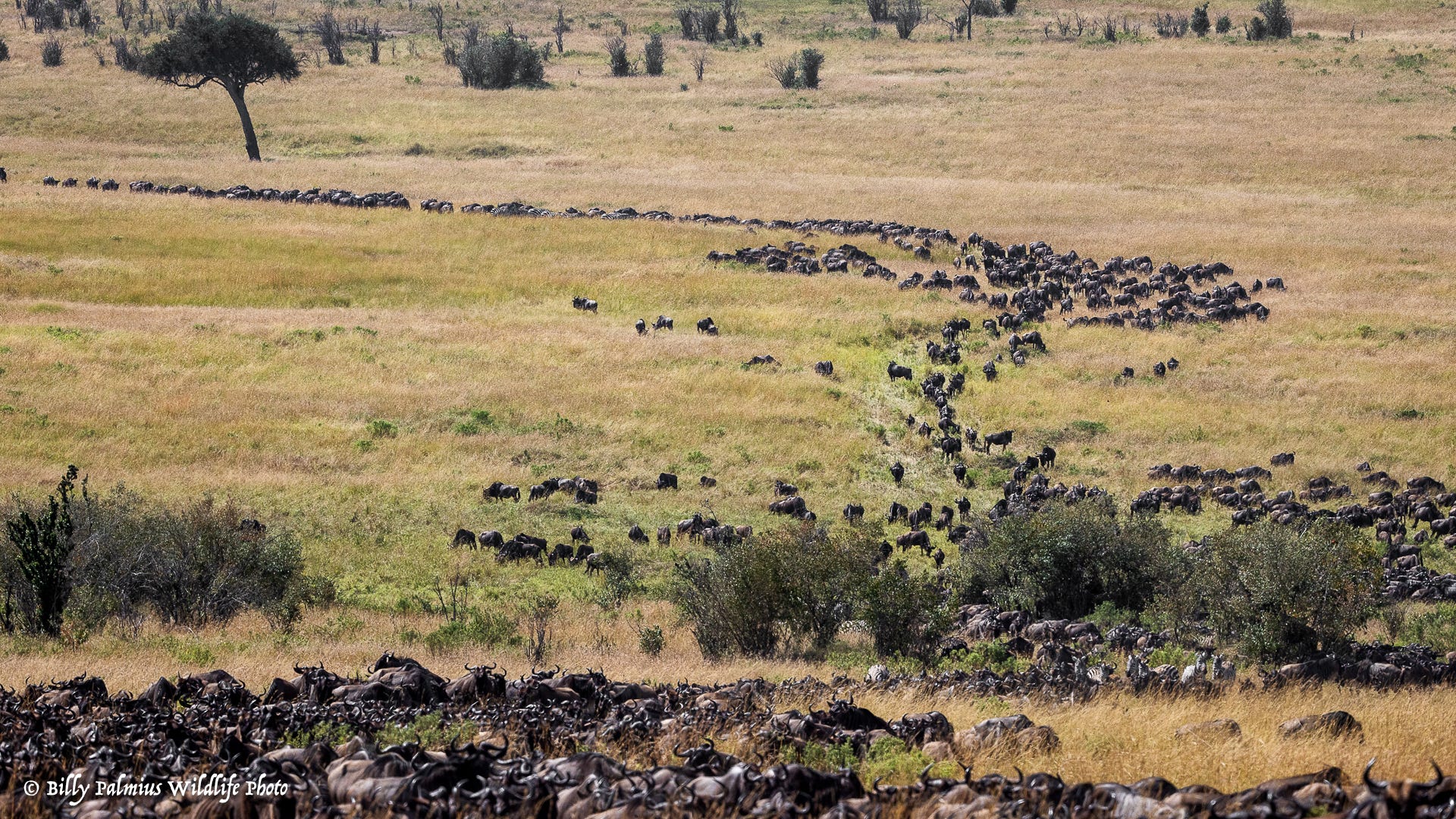 Masai Mara Kenya - Great Migration