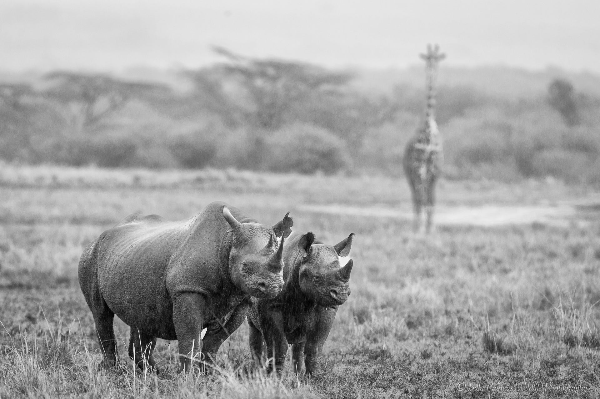 Kenya Wildlife