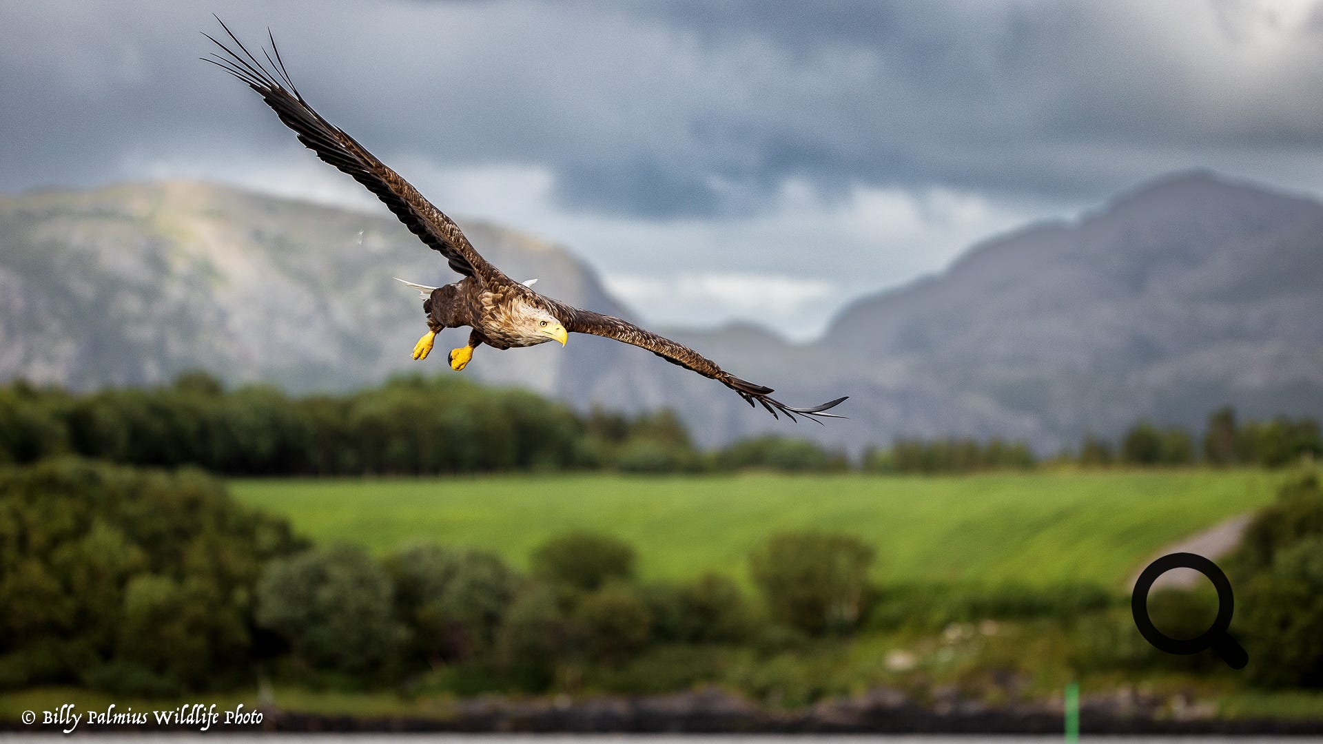 White Tailed Eagle 2022, Norway