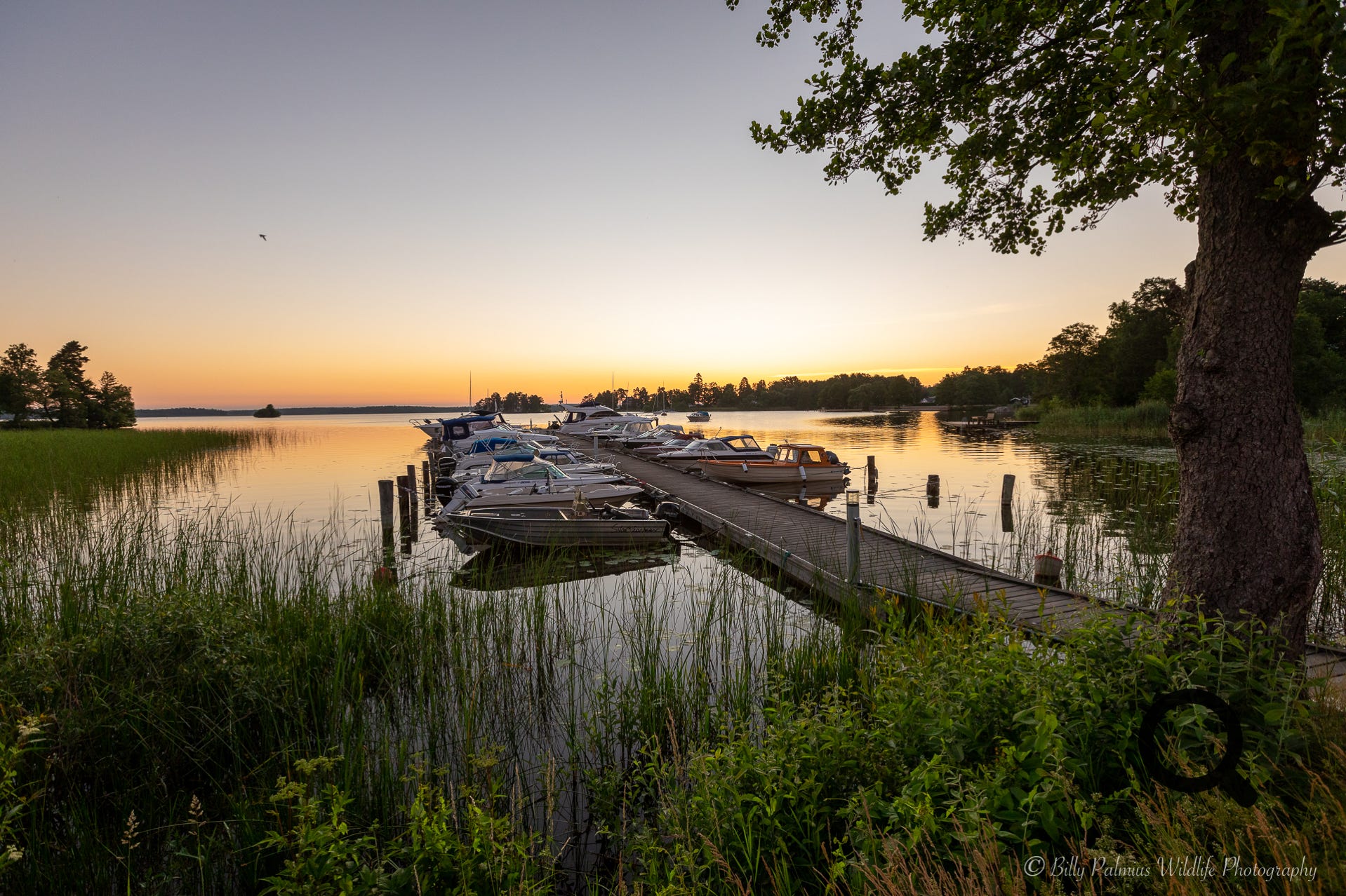 Pictures from Lake Mälaren in Sweden, shooting the Ospray