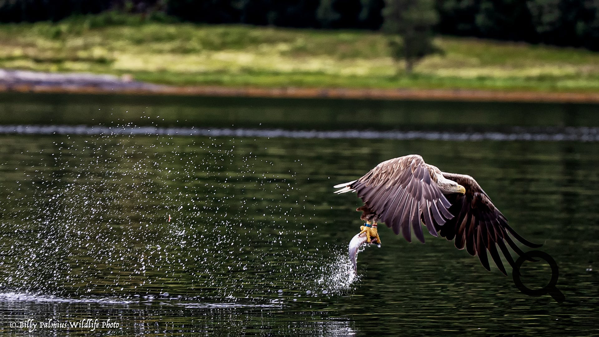 White Tailed Eagle 2022, Norway