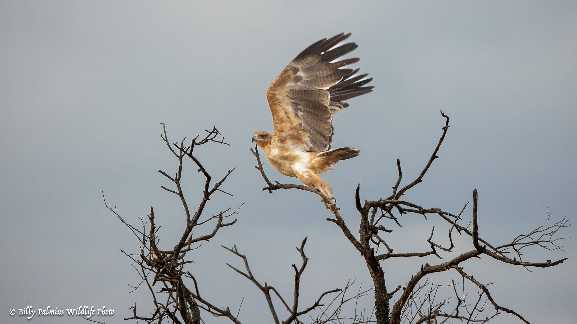 Masai Mara Kenya - Wildlife...