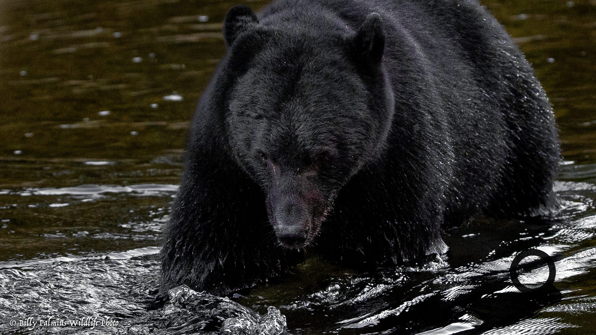Bears in BC, Canada