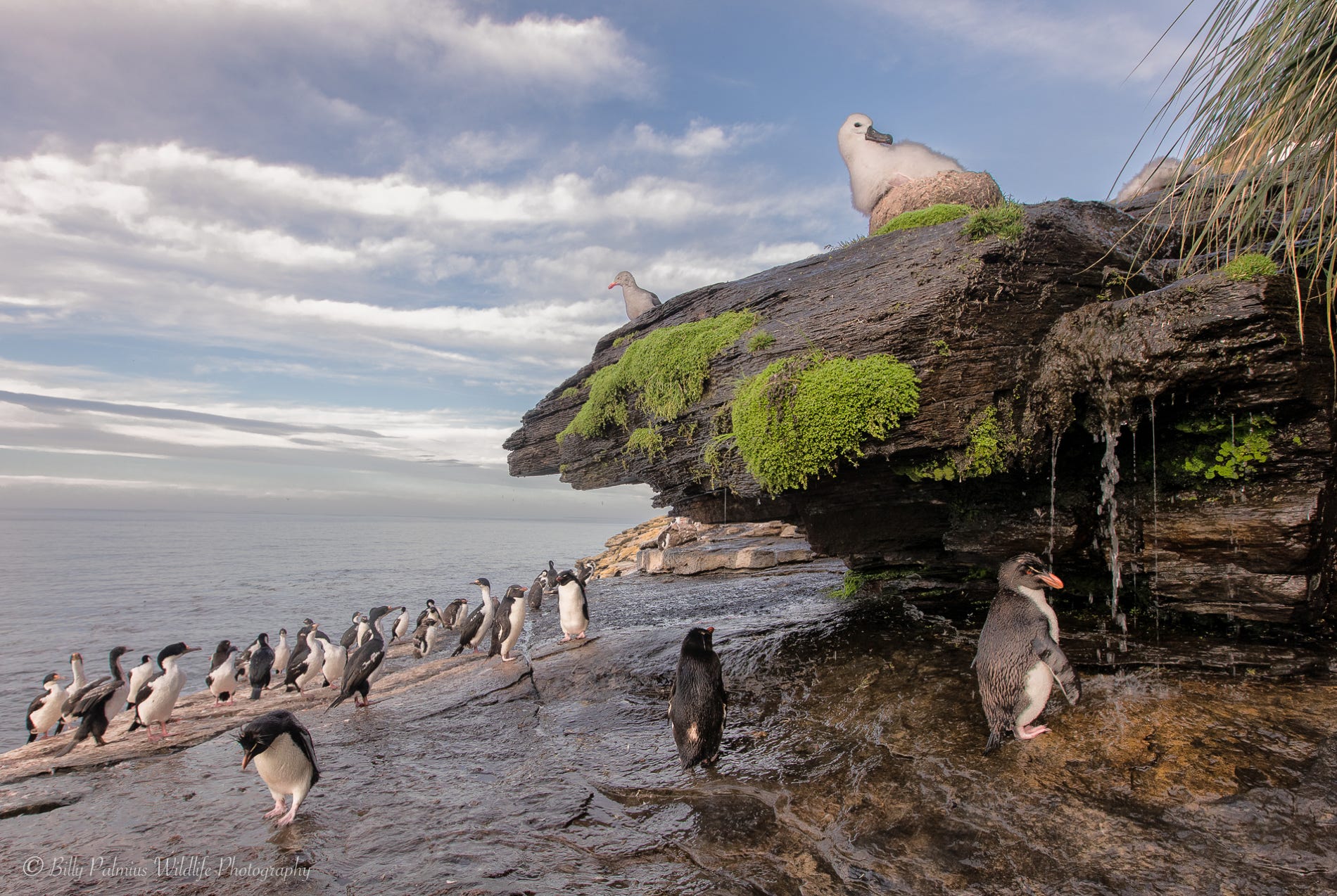 Falkland Island