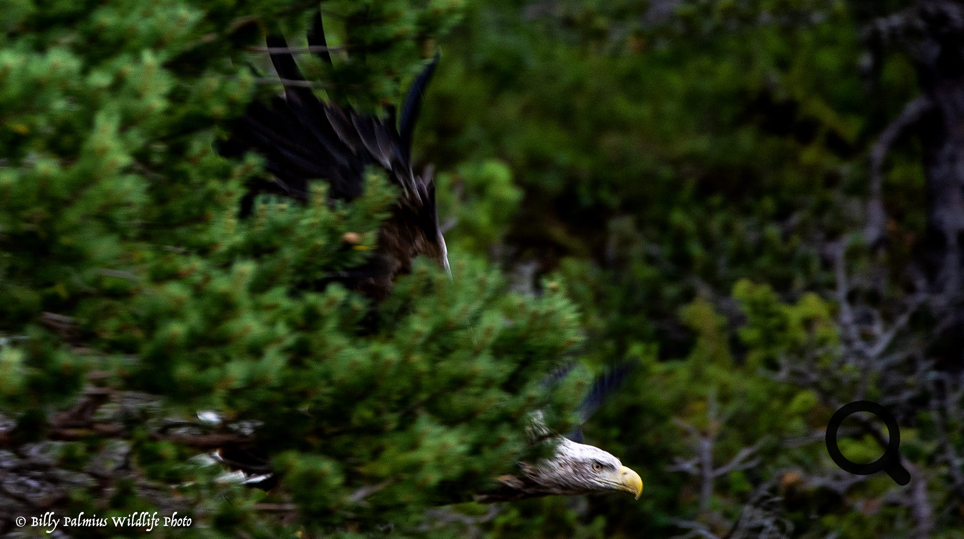 White Tailed Eagle 2022, Norway