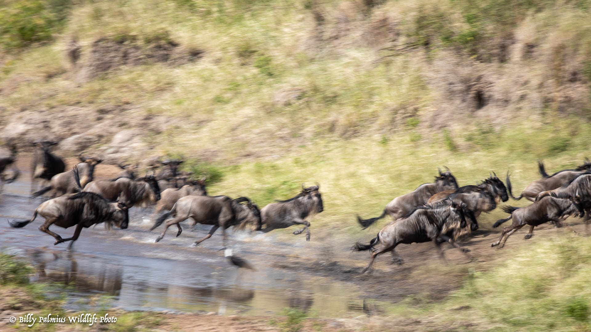 Masai Mara Kenya - Great Migration