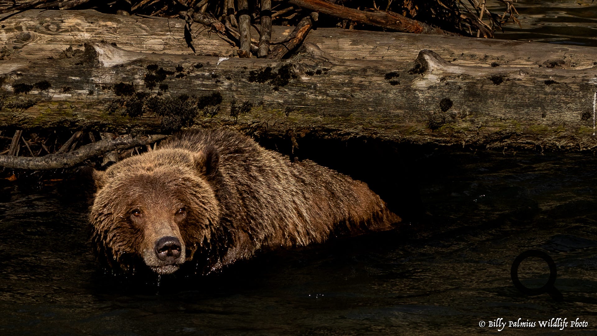 Bears in BC, Canada