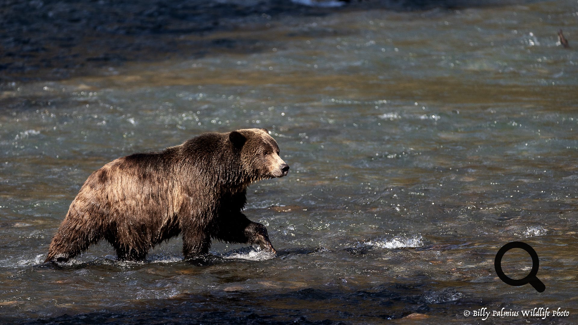 Bears in BC, Canada