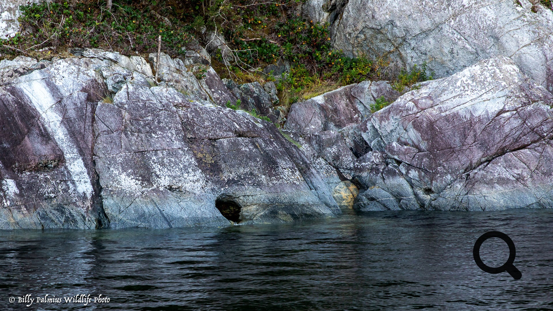 Bears in BC, Canada