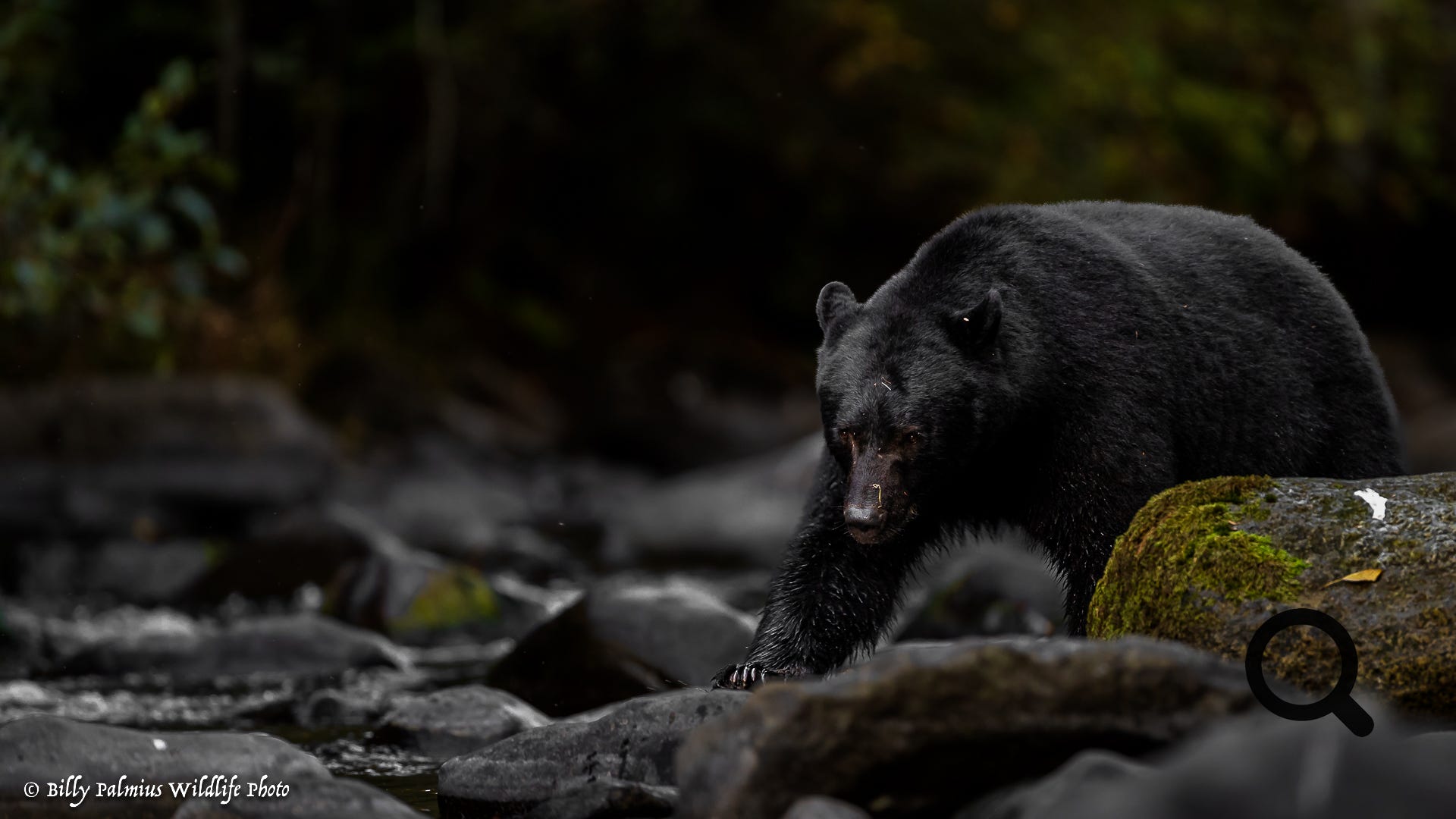 Bears in BC, Canada
