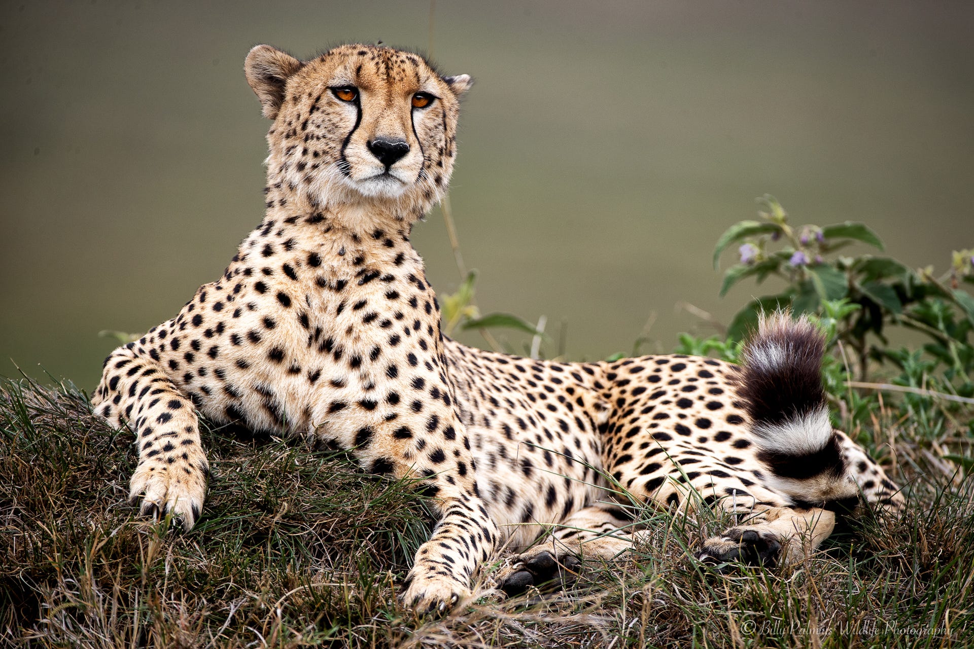 Kenya Wildlife