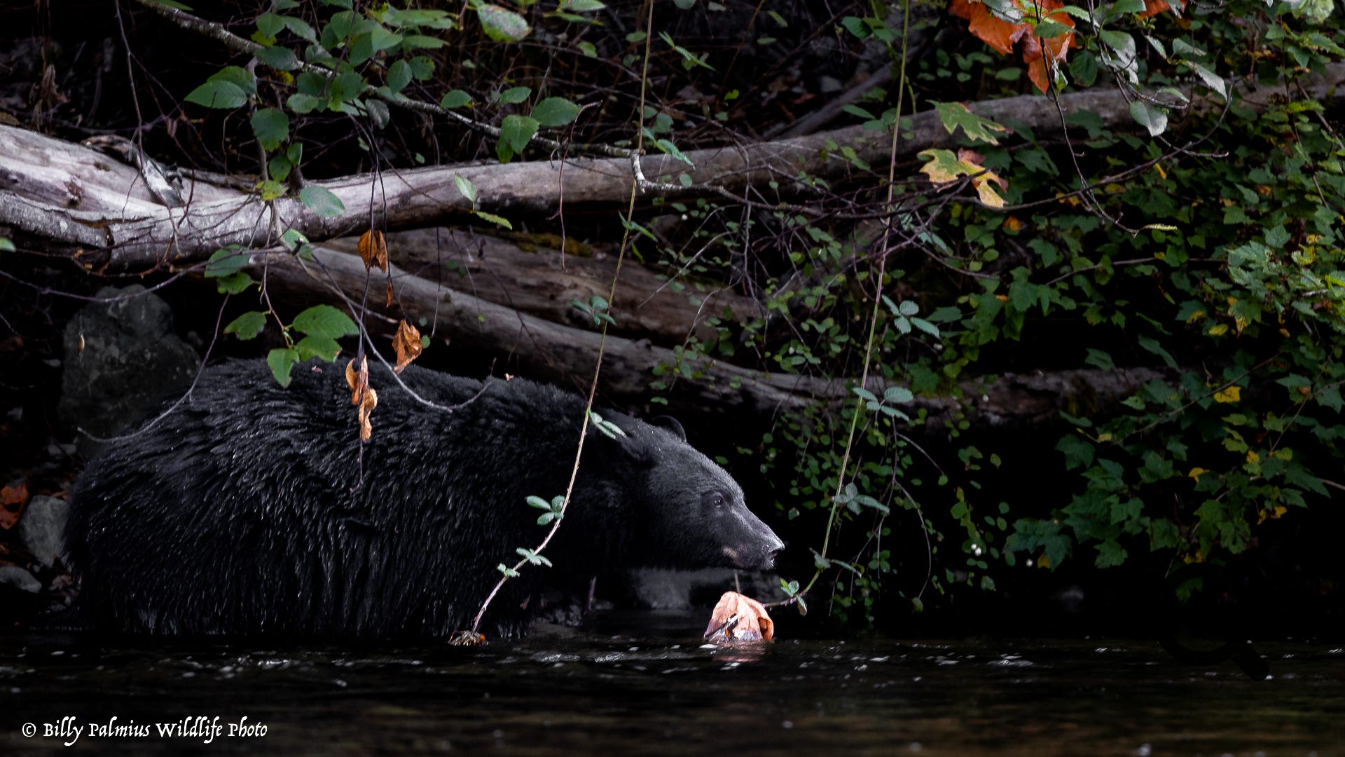Bears in BC, Canada